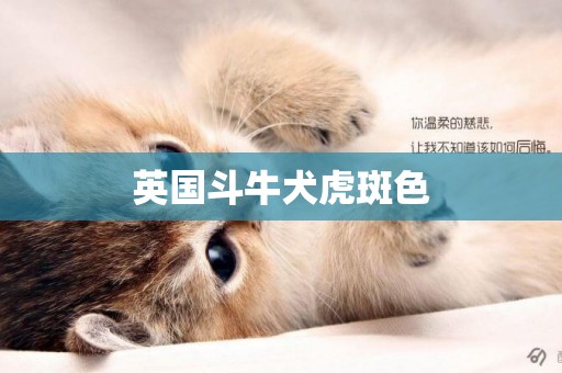 英國斗牛犬虎斑色