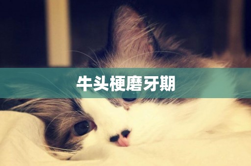 牛頭梗磨牙期