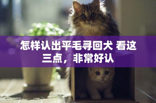 怎樣認出平毛尋回犬 看這三點，非常好認
