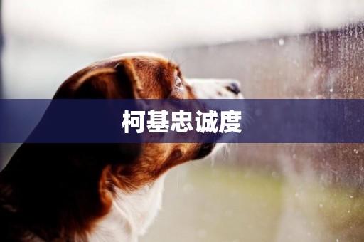 柯基忠誠度