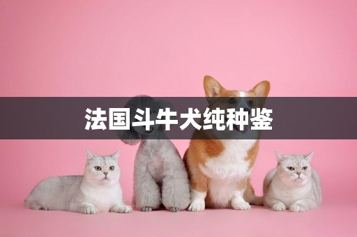 法國斗牛犬純種鑒