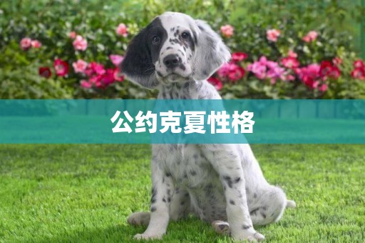 公約克夏性格