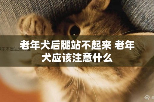 老年犬后腿站不起來 老年犬應該注意什么