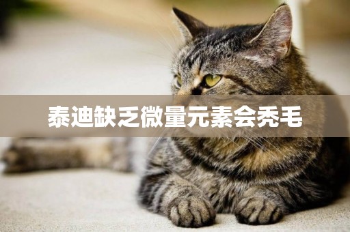 泰迪缺乏微量元素會禿毛