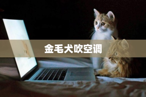 金毛犬吹空調