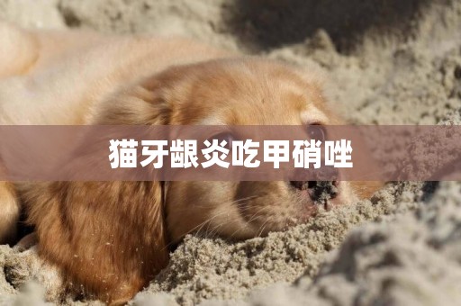 貓牙齦炎吃甲硝唑