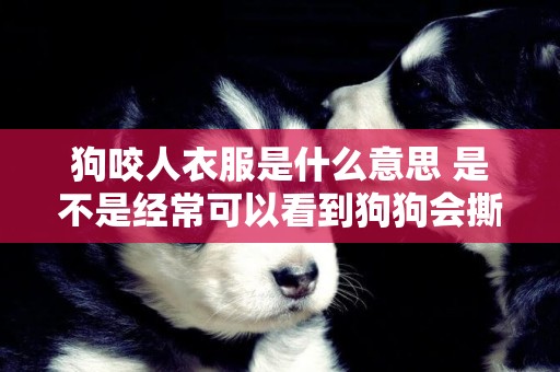 狗咬人衣服是什么意思 是不是經常可以看到狗狗會撕咬衣服