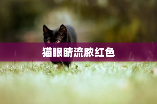 貓眼睛流膿紅色