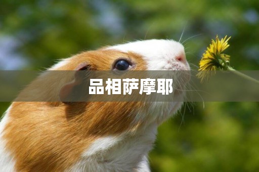 品相薩摩耶