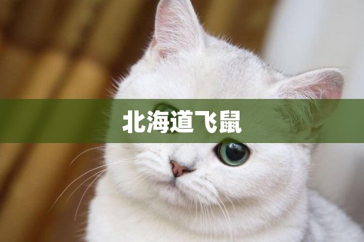 北海道飛鼠