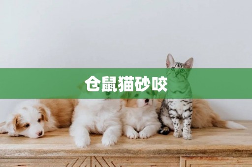倉鼠貓砂咬