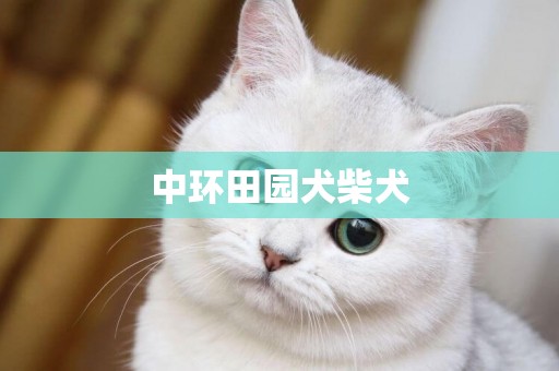 中環田園犬柴犬