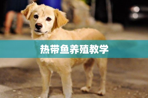 熱帶魚養殖教學