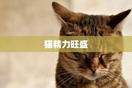 貓精力旺盛