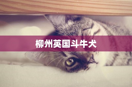 柳州英國斗牛犬