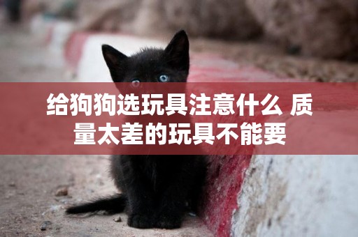 給狗狗選玩具注意什么 質量太差的玩具不能要