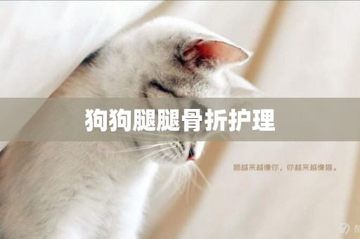 狗狗腿腿骨折護理