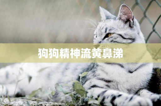 狗狗精神流黃鼻涕