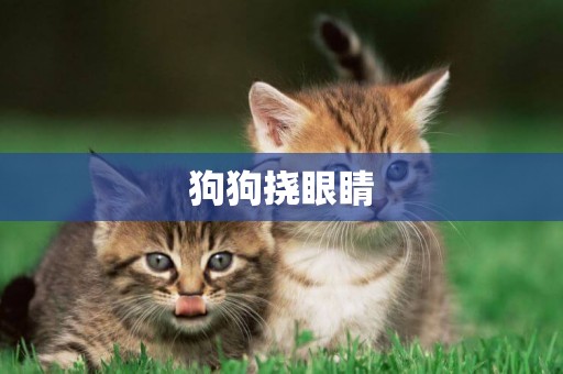狗狗撓眼睛