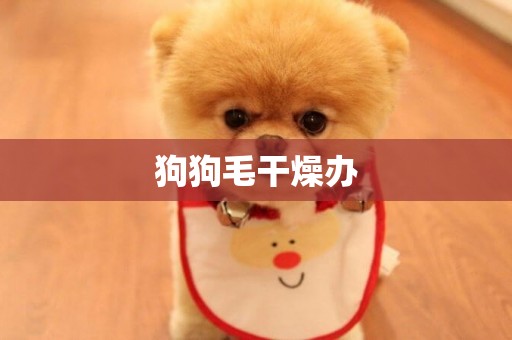 狗狗毛干燥辦
