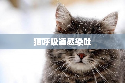 貓呼吸道感染吐