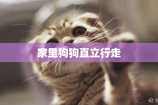 家里狗狗直立行走