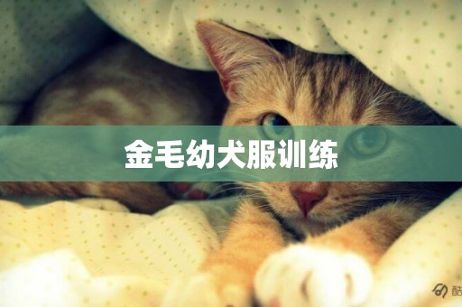 金毛幼犬服訓練
