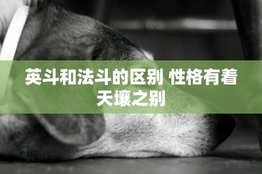 英斗和法斗的區別 性格有著天壤之別