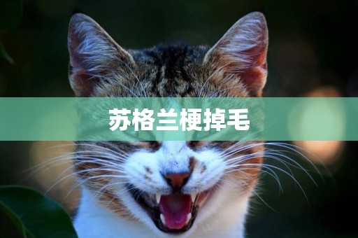 蘇格蘭梗掉毛