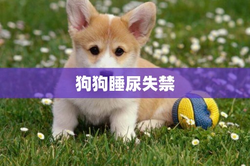 狗狗睡尿失禁