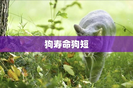 狗壽命狗短
