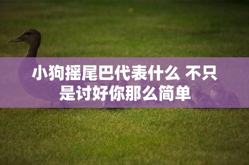 小狗搖尾巴代表什么 不只是討好你那么簡單