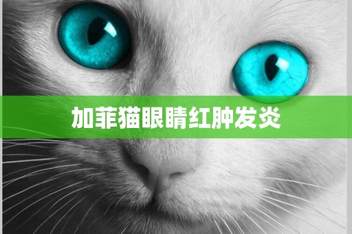 加菲貓眼睛紅腫發炎