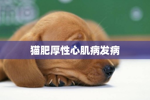 貓肥厚性心肌病發病