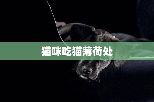 貓咪吃貓薄荷處