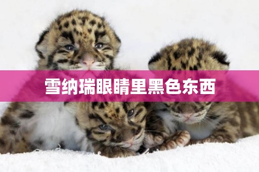 雪納瑞眼睛里黑色東西