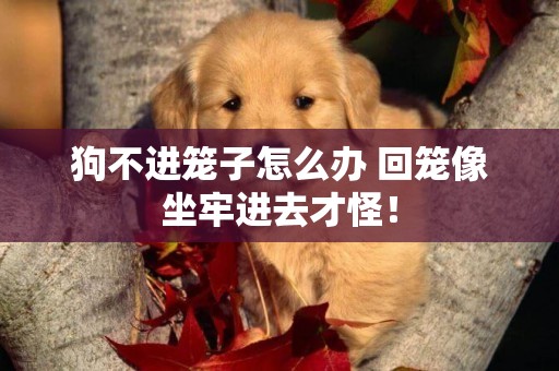狗不進籠子怎么辦 回籠像坐牢進去才怪！