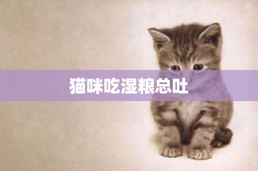 貓咪吃濕糧總吐