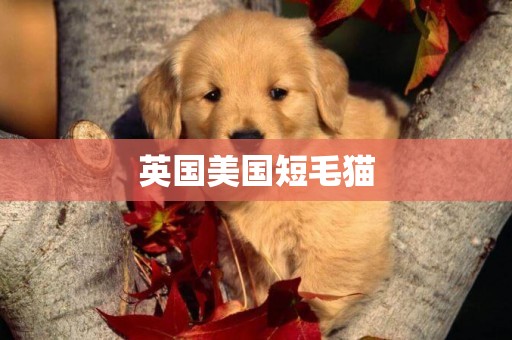 英國美國短毛貓
