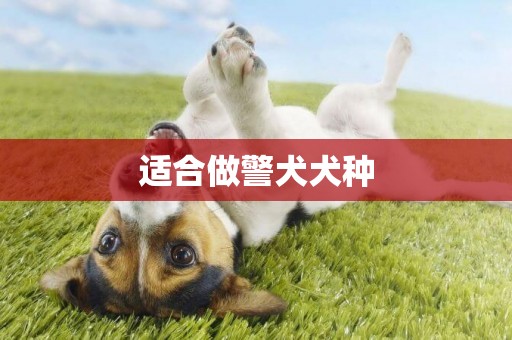 適合做警犬犬種