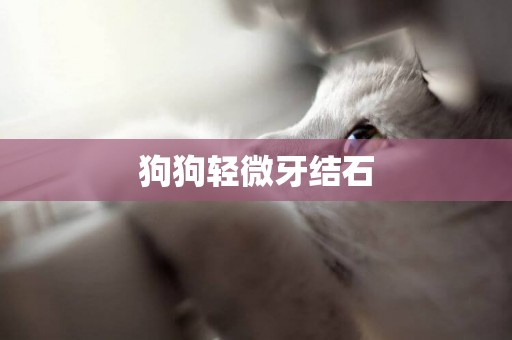狗狗輕微牙結石
