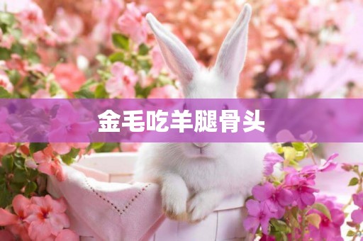 金毛吃羊腿骨頭