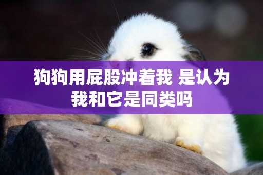 狗狗用屁股沖著我 是認為我和它是同類嗎 狗狗用屁股沖著我 是認為我和它是同類嗎