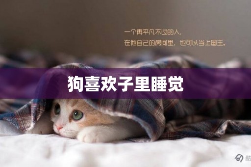 狗喜歡子里睡覺