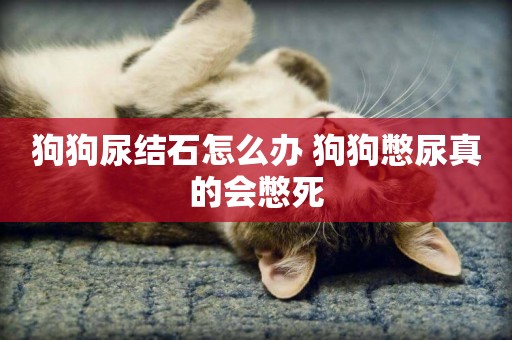 狗狗尿結石怎么辦 狗狗憋尿真的會憋死