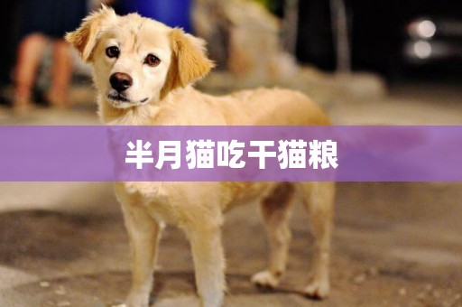 半月貓吃干貓糧