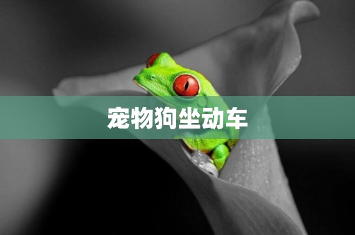 寵物狗坐動車