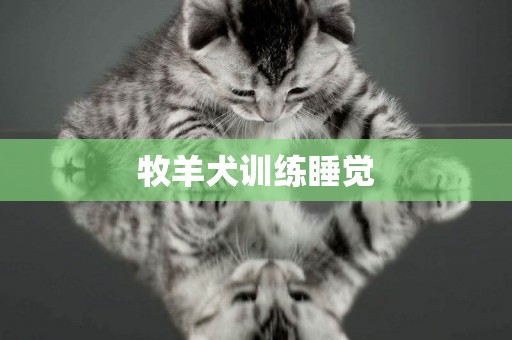 牧羊犬訓練睡覺