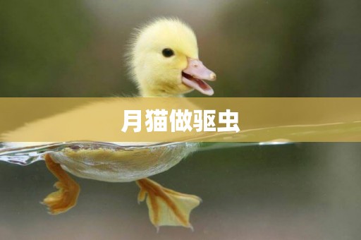 月貓做驅蟲
