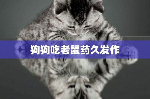 狗狗吃老鼠藥久發作